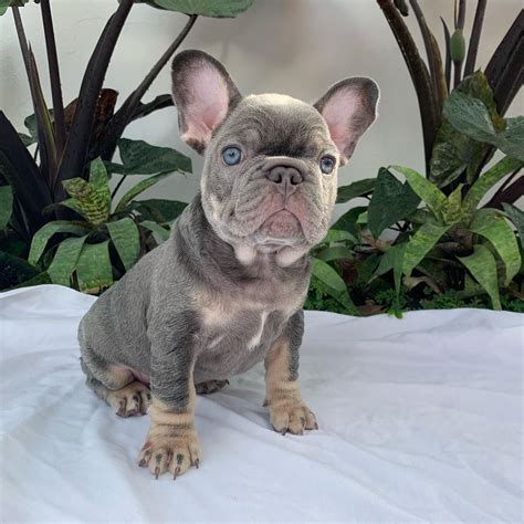Our Frenchies are purebred and AKC registered. . Frenchie for sale near me